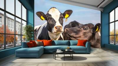 A young cow wearing anti fly clip, in the middle of a group of cows looks dreamily Wall mural