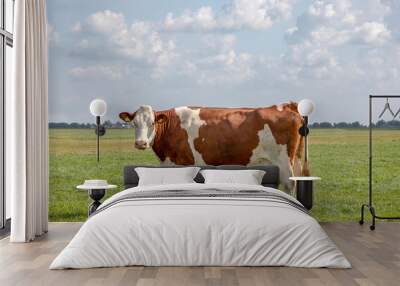 Beautiful red and white cow, seen from the side, stands proud in a meadow. Wall mural