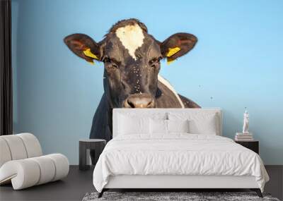 Black cow with flies buzzing all around head, portrait with blue background. Wall mural