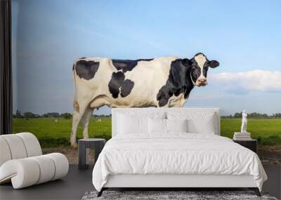 Cow lonely on a path in a field black and white, standing milk cattle, a blue sky and horizon over land in the Netherlands Wall mural