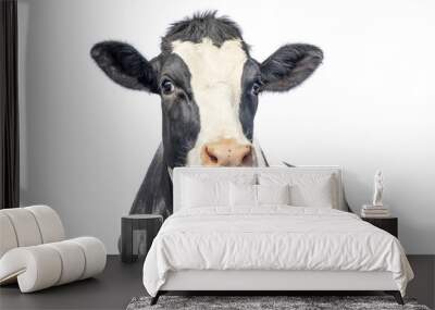 Cute cow isolated on white, black mottled, gentle surprised look, pink nose Wall mural