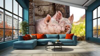 Happy piglets, two cheeky funny young swines playing together with love Wall mural