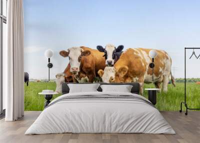 Row cows together in a field, happy and joyful and a blue cloudy sky, idyllic scene Wall mural