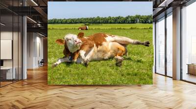 Silly cow getting up, udder showing, turning eyeball, stretched out in the pasture, relaxed and lazy lying, in Holland, copy space Wall mural