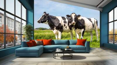 Two black and white cows, frisian holstein, standing in a pasture under a blue sky . Wall mural