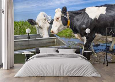 Two cows drinking, a water trough, black and white standing next to a large drinking trough in a green pasture Wall mural