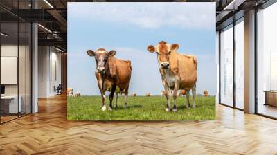 Two jersey cows, the herd in the background, standing in a pasture under a pale blue sky and a straight horizon. Wall mural