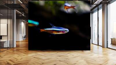 cardinal neon fish in the aquarium
 Wall mural