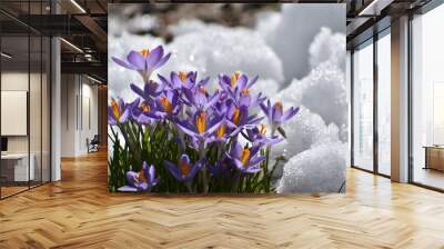 Crocus flowers in spring Wall mural