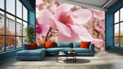 Closeup of beautiful magnolia blossoms in full bloom in springtime
 Wall mural