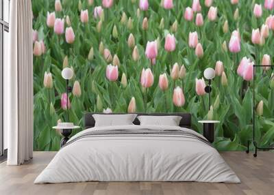 hintergrund tulpen Wall mural