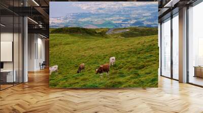 calves and cows on a green meadow with a view to Ponta Delgada landscape in the background  Wall mural