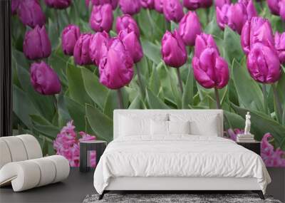 tulpen und fleder in violett Wall mural