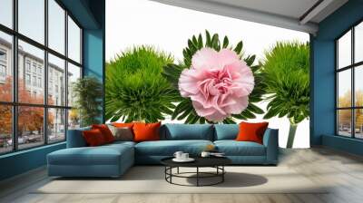 png carnation flower pink isolated Wall mural