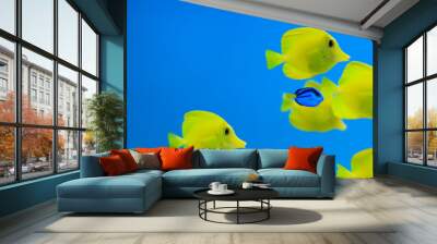 Yellow Tang Wall mural