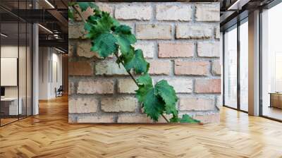 background whit ivy on a a brick wall Wall mural