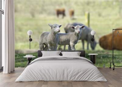 great image of two lambs on the farm Wall mural