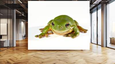 green tree frog on white background Wall mural