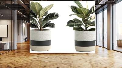 potted rubber plants isolated on white background  Wall mural