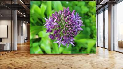 View on flower in the Jardin des Cinq Sens is a garden open to the public located in the heart of Yvoire in Haute-Savoie. Wall mural