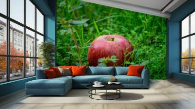 Red Apple fall from the tree, Natural green background Apple Photo  Wall mural