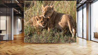 two cute lion cubs Wall mural