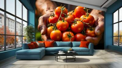 Agriculture tomato vegetables harvest background - Close up of hands of farmer carrying ripe tomato
 Wall mural