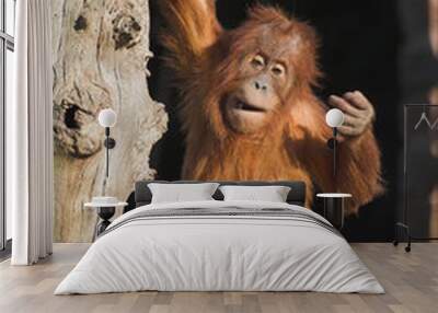 baby orang Wall mural