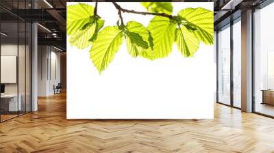 branch with spring young leaves of hazelnut tree on a Sunny day, isolated on white
 Wall mural