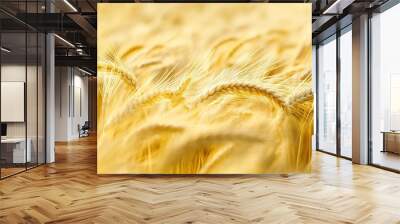 Golden Wheat Fields Under Bright Sunlight Wall mural