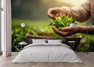 picking tip of green tea leaf with a bamboo basket by human hand on tea plantation hill during early morning. closeup of woman's hands keep tea leaf Wall mural