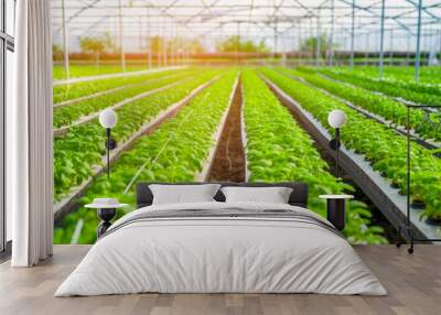 Hydroponic food production in a greenhouse. Green organic production in a row. Agricultural and food engineering, agronomist innovation, agroindustry, agribusiness and crop technology. Generative AI. Wall mural