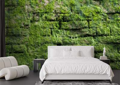 Texture formed by green moss attached to a brick wall. Wall mural