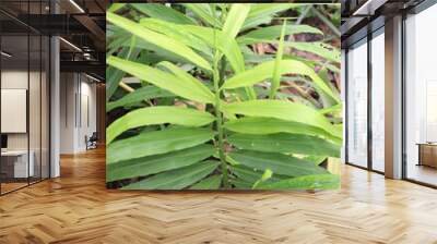 green colored ginger tree on farm Wall mural