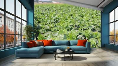 green colored malabar spinach farm on field Wall mural