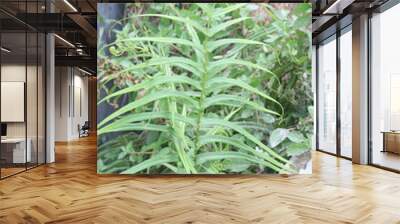 Pteris vittata fern leaf plant on nursery Wall mural