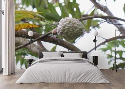 sugar apple on tree in firm Wall mural