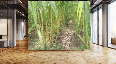 sugarcane plant on farm for harvest Wall mural