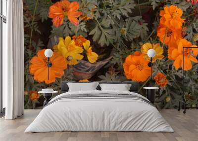 yellow colored sulfur cosmos flower Wall mural