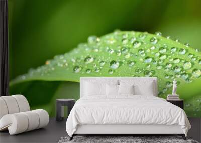 Close-up of dew drops on a blade of spring grass. Low depth of field. Wall mural