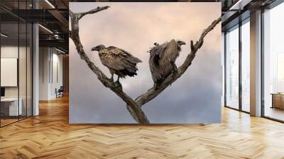 Closeup shot of two vultures on a tree under the clouds Wall mural