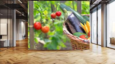 fresh and colorful vegetables in basket  in front of tomatoes growing in a garden Wall mural