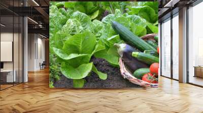 leaf of lettuce and zucchini plants with a basket full of fresh vegetables in garden Wall mural