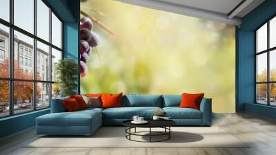 panoramic view on o black grapes growing in foliage lighting by the sun Wall mural