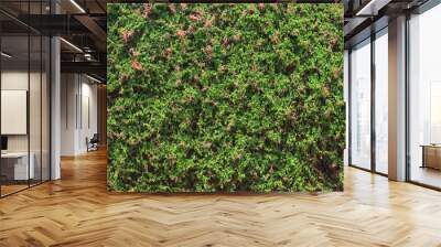 Braiding plant blooming green wall in Auroville Long size Wall mural