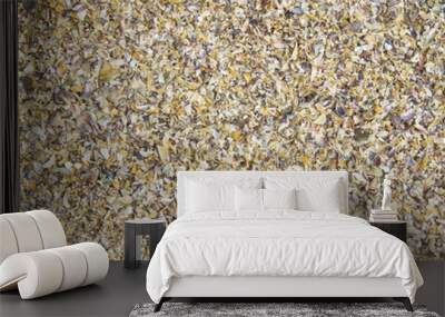 Seashell collection Wall mural