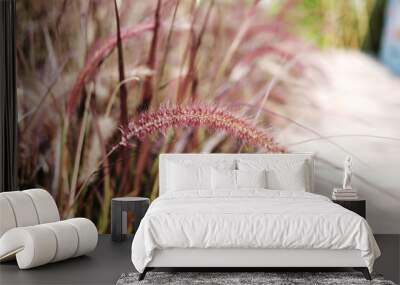 Blooming African Fountain Grass or Purple Grass in garden. Pennisetum setaceum plant Wall mural