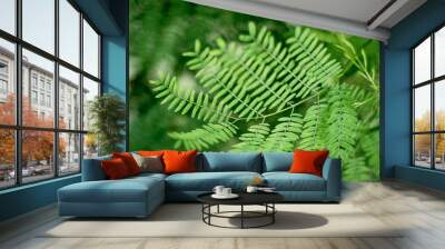 Macro green leaf acacia in nature Wall mural