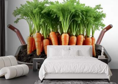 Black Wheelbarrow showing vegetables carrots grown with beautiful lush carrot tops isolated on a white background graphic design Wall mural