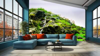   image of nature style aquarium tank. Wall mural